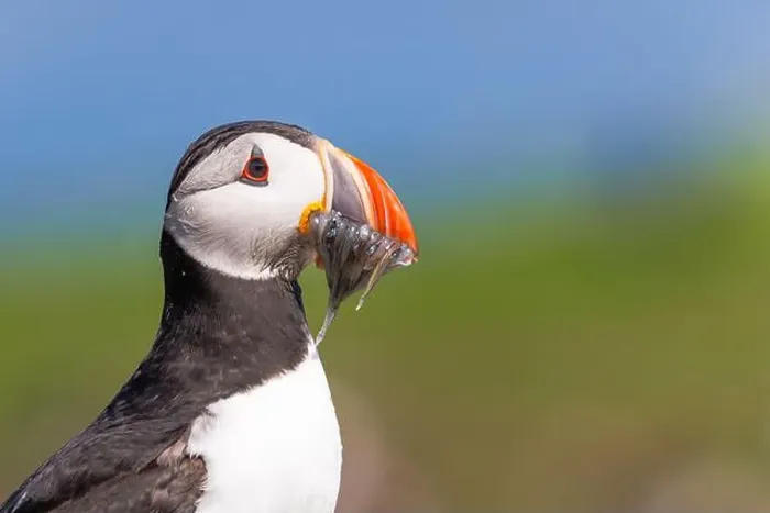 Framed Print : Puffin with Sand Eels in its mouth on the Farne Islands Framed Print : Puffin with Sand Eels in its mouth on the Farne Islands