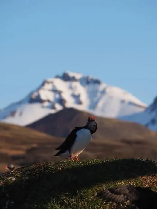 Framed Print : A puffin stands on grassy terrain Framed Print : A puffin stands on grassy terrain