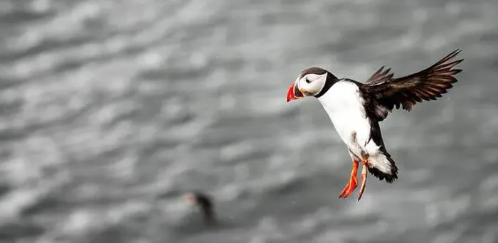 Framed Print : Puffins in Iceland Framed Print : Puffins in Iceland