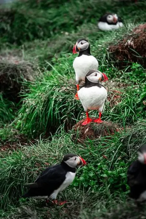 Framed Print : Puffins in Iceland Framed Print : Puffins in Iceland