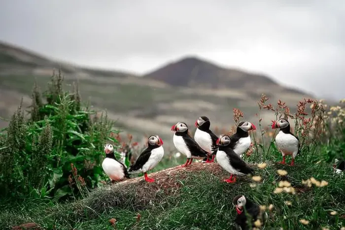 Framed Print : Puffins in Iceland Framed Print : Puffins in Iceland