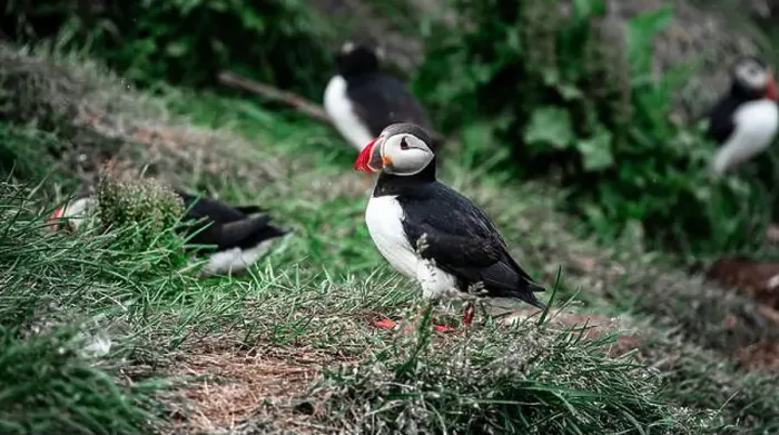 Framed Print : Puffins in Iceland Framed Print : Puffins in Iceland
