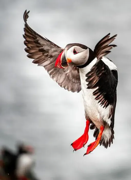 Framed Print : Puffins in Iceland Framed Print : Puffins in Iceland