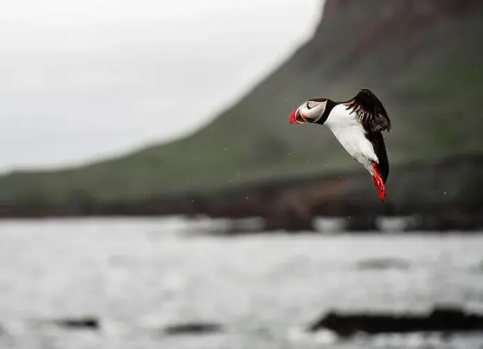 Framed Print : Puffins in Iceland Framed Print : Puffins in Iceland
