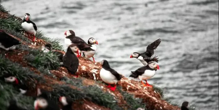 Framed Print : Puffins in Iceland Framed Print : Puffins in Iceland