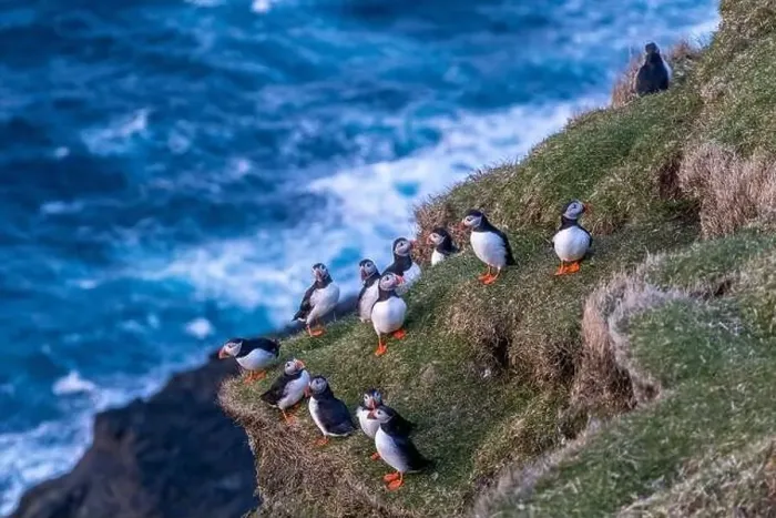 Framed Print : Puffins during mating season on the edge of a cliff in Myjnes in Faroe Islands Framed Print : Puffins during mating season on the edge of a cliff in Myjnes in Faroe Islands