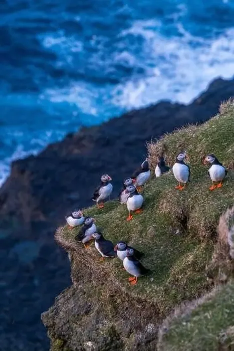 Framed Print : Puffins during mating season on the edge of a cliff in Myjnes in Faroe Islands Framed Print : Puffins during mating season on the edge of a cliff in Myjnes in Faroe Islands