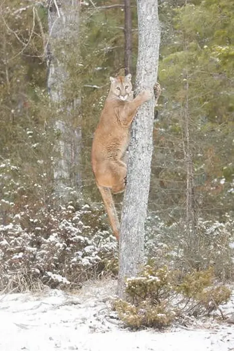 Framed Print : Puma Felis concolor, adult climbing tree, Montana, USA, March Framed Print : Puma Felis concolor, adult climbing tree, Montana, USA, March