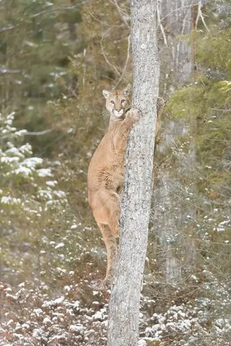 Framed Print : Puma Felis concolor, adult climbing tree, Montana, USA, March Framed Print : Puma Felis concolor, adult climbing tree, Montana, USA, March