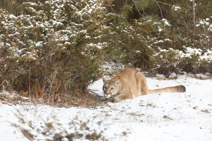 Framed Print : Puma Felis concolor, adult crouching on snow covered ground, Montana, USA, March Framed Print : Puma Felis concolor, adult crouching on snow covered ground, Montana, USA, March