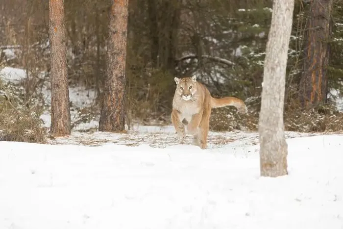 Framed Print : Puma Felis concolor, adult running on snow at forest edge, Montana, USA, March Framed Print : Puma Felis concolor, adult running on snow at forest edge, Montana, USA, March