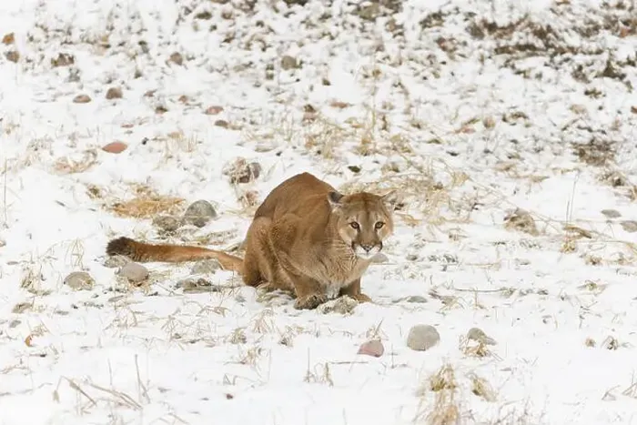Framed Print : Puma Felis concolor, adult sitting on snow covered ground, Montana, USA, March Framed Print : Puma Felis concolor, adult sitting on snow covered ground, Montana, USA, March