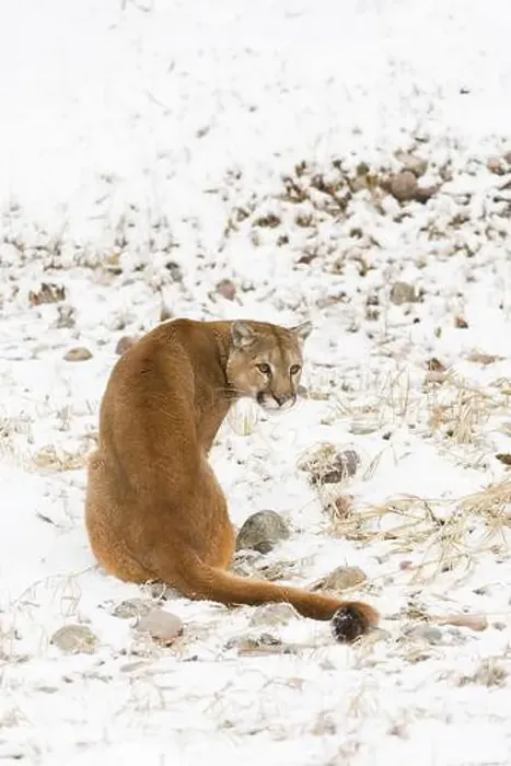 Framed Print : Puma Felis concolor, adult sitting on snow covered ground, Montana, USA, March Framed Print : Puma Felis concolor, adult sitting on snow covered ground, Montana, USA, March