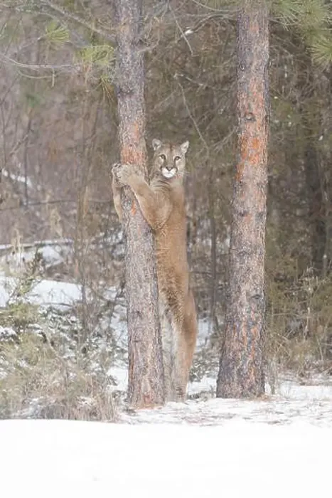 Framed Print : Puma Felis concolor, adult standing against tree, Montana, USA, March Framed Print : Puma Felis concolor, adult standing against tree, Montana, USA, March