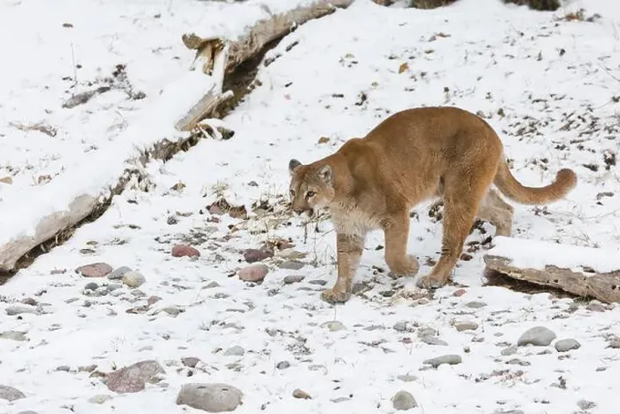 Framed Print : Puma Felis concolor, adult walking on snow, Montana, USA, March Framed Print : Puma Felis concolor, adult walking on snow, Montana, USA, March