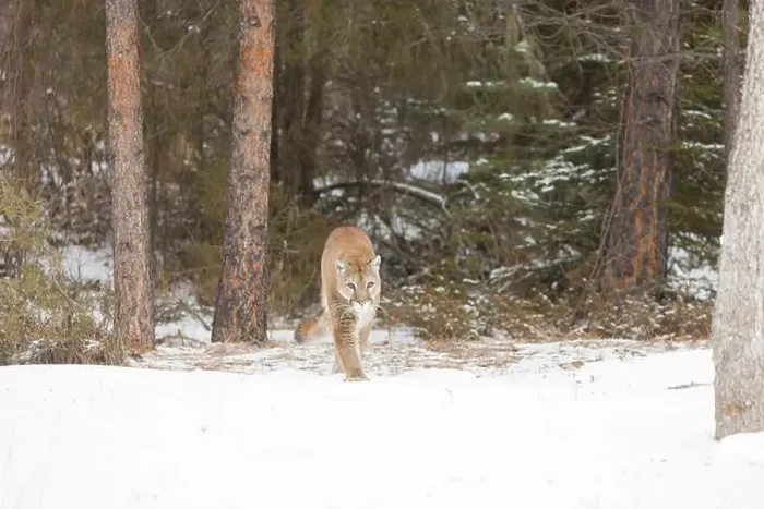 Framed Print : Puma Felis concolor, adult walking on snow at forest edge, Montana, USA, March Framed Print : Puma Felis concolor, adult walking on snow at forest edge, Montana, USA, March