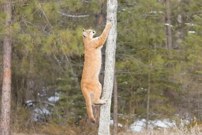 Framed Print : Puma Felis concolor, juvenile climbing tree, Montana, USA, March