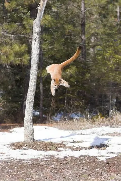 Framed Print : Puma Felis concolor, juvenile jumping from tree, Montana, USA, March Framed Print : Puma Felis concolor, juvenile jumping from tree, Montana, USA, March