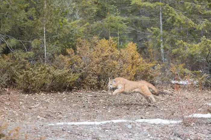 Framed Print : Puma Felis concolor, juvenile running, Montana, USA, March Framed Print : Puma Felis concolor, juvenile running, Montana, USA, March