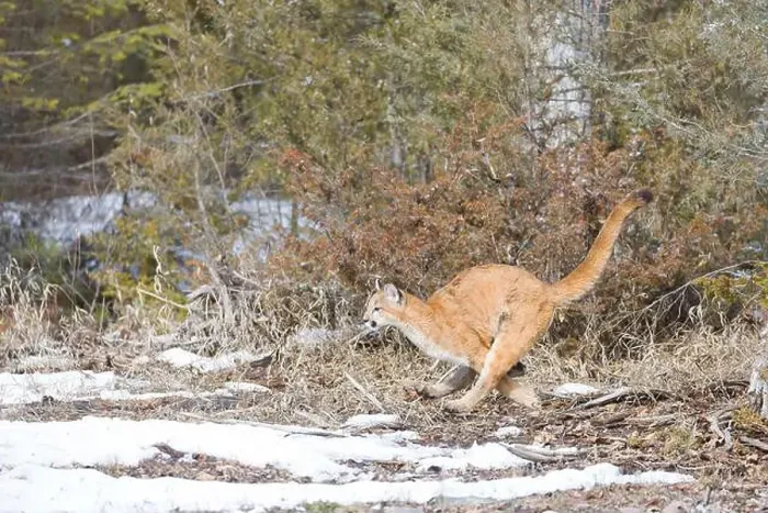 Framed Print : Puma Felis concolor, juvenile running, Montana, USA, March Framed Print : Puma Felis concolor, juvenile running, Montana, USA, March