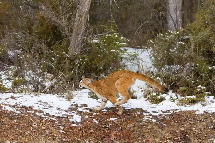 Framed Print : Puma Felis concolor, juvenile running, Montana, USA, March Framed Print : Puma Felis concolor, juvenile running, Montana, USA, March