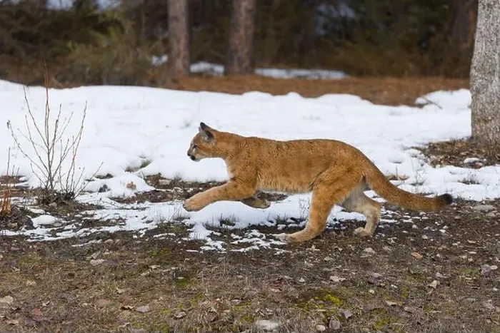 Framed Print : Puma Felis concolor, juvenile running, Montana, USA, March Framed Print : Puma Felis concolor, juvenile running, Montana, USA, March