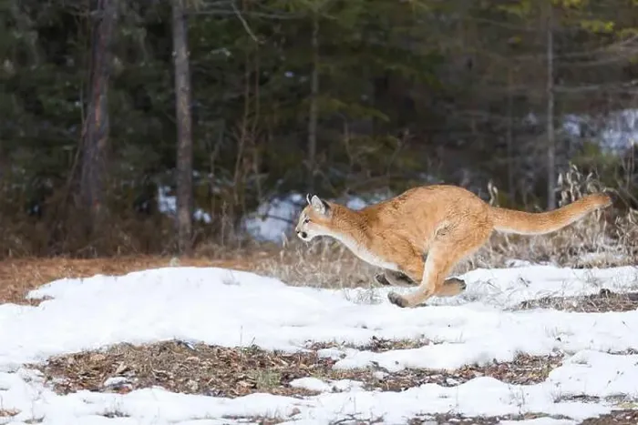 Framed Print : Puma Felis concolor, juvenile running on snow, Montana, USA, March Framed Print : Puma Felis concolor, juvenile running on snow, Montana, USA, March