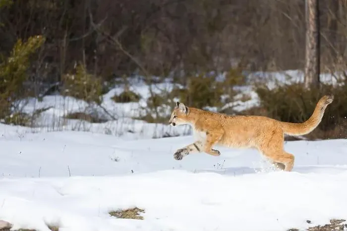 Framed Print : Puma Felis concolor, juvenile running on snow, Montana, USA, March Framed Print : Puma Felis concolor, juvenile running on snow, Montana, USA, March
