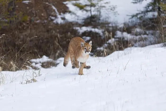 Framed Print : Puma Felis concolor, juvenile running on snow, Montana, USA, March Framed Print : Puma Felis concolor, juvenile running on snow, Montana, USA, March
