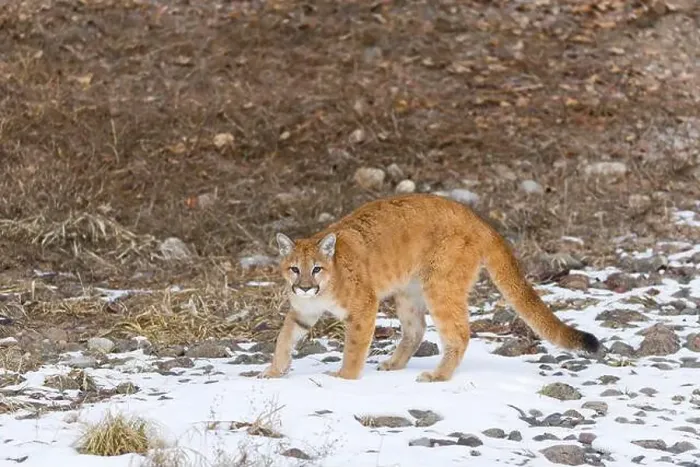 Framed Print : Puma Felis concolor, juvenile standing on snow covered ground, Montana, USA, March Framed Print : Puma Felis concolor, juvenile standing on snow covered ground, Montana, USA, March