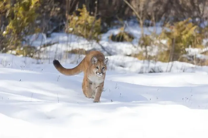 Framed Print : Puma Felis concolor, juvenile walking on snow, Montana, USA, March Framed Print : Puma Felis concolor, juvenile walking on snow, Montana, USA, March