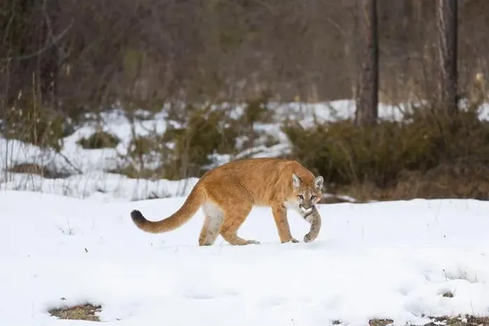 Framed Print : Puma Felis concolor, juvenile walking on snow, Montana, USA, March Framed Print : Puma Felis concolor, juvenile walking on snow, Montana, USA, March