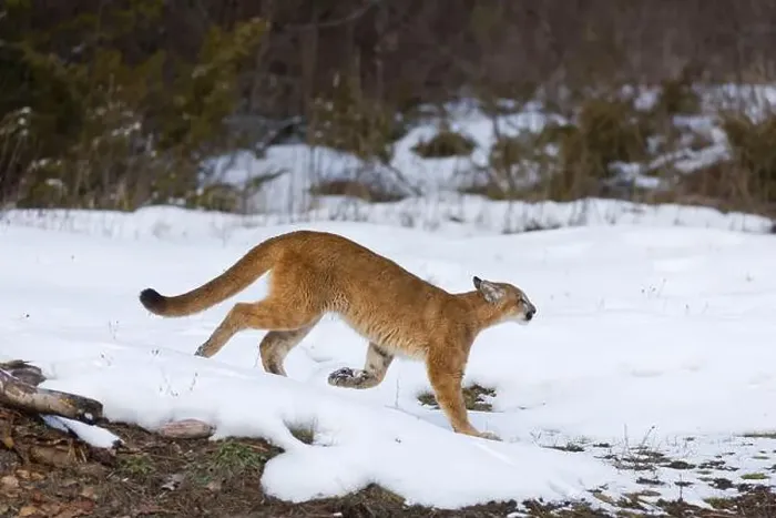 Framed Print : Puma Felis concolor, juvenile walking on snow, Montana, USA, March Framed Print : Puma Felis concolor, juvenile walking on snow, Montana, USA, March