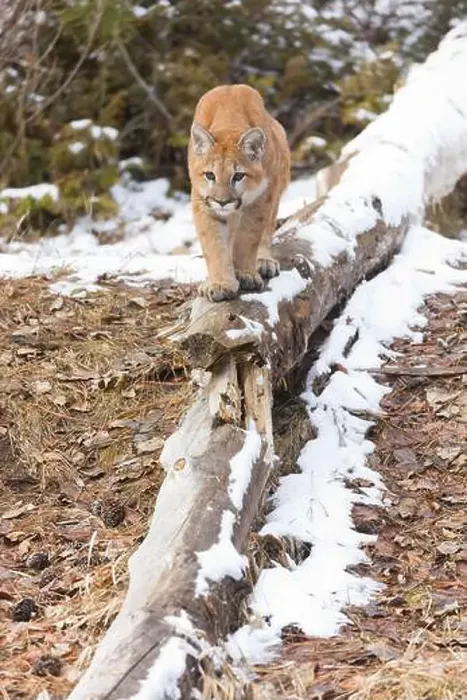Framed Print : Puma Felis concolor, juvenile walking on snow covered fallen tree, Montana, USA, March Framed Print : Puma Felis concolor, juvenile walking on snow covered fallen tree, Montana, USA, March