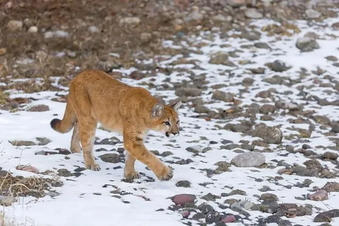 Framed Print : Puma Felis concolor, juvenile walking on snow covered ground, Montana, USA, March Framed Print : Puma Felis concolor, juvenile walking on snow covered ground, Montana, USA, March