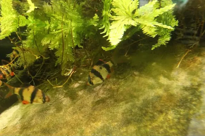 Framed Print : Puntigrus tetrazona is a small striped fish of black and yellow color swimming between algae in the water