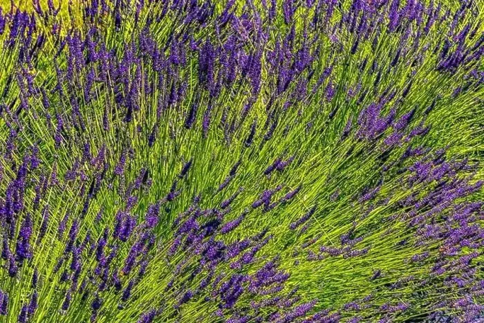 Framed Print : Purple Blue English Lavender Blossoms Blooming Green Leaves Abstract Patterns Background Farm Washington State Framed Print : Purple Blue English Lavender Blossoms Blooming Green Leaves Abstract Patterns Background Farm Washington State