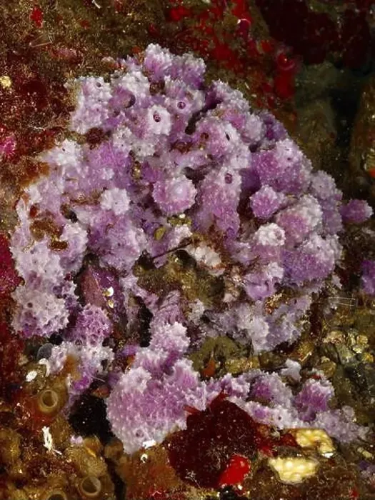 Framed Print : Purple Coarse Spiny Sponge (Dysidea avara) on an underwater rock Framed Print : Purple Coarse Spiny Sponge (Dysidea avara) on an underwater rock
