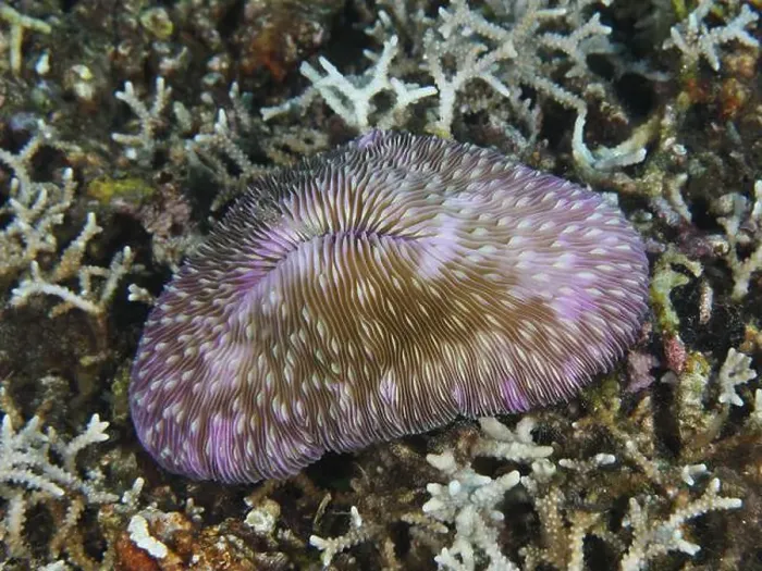 Framed Print : Purple coloured mushroom coral (Fungia fungites) Framed Print : Purple coloured mushroom coral (Fungia fungites)