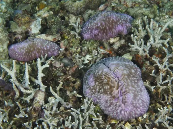 Framed Print : Purple coloured mushroom corals (Fungia fungites) scattered on a seabed Framed Print : Purple coloured mushroom corals (Fungia fungites) scattered on a seabed