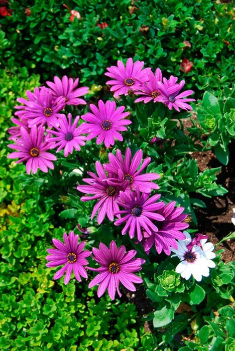 Framed Print : Purple daisy or Cape daisy or South African daisy (Osteospermum) Framed Print : Purple daisy or Cape daisy or South African daisy (Osteospermum)