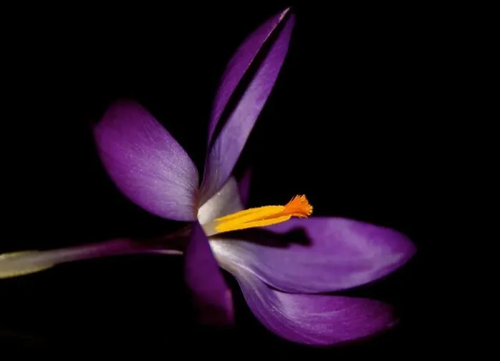 Framed Print : Purple flower Black Background Framed Print : Purple flower Black Background