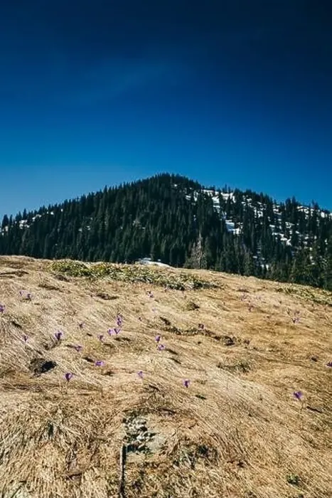 Framed Print : Purple flowers, crocuses on yellow grass, spring in the mountains Framed Print : Purple flowers, crocuses on yellow grass, spring in the mountains