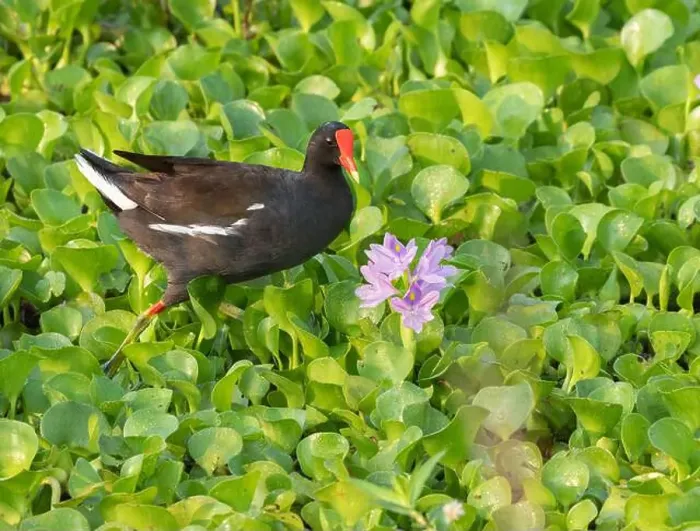 Framed Print : The purple gallinule feeding in the water hyacinth field at Brazos Bend State Park, Texas, USA Framed Print : The purple gallinule feeding in the water hyacinth field at Brazos Bend State Park, Texas, USA