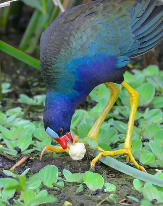 Framed Print : Purple gallinule (Porphyrio martinica) eating a plant tuber in a swamp, Brazos Bend State Park, Texas, USA Framed Print : Purple gallinule (Porphyrio martinica) eating a plant tuber in a swamp, Brazos Bend State Park, Texas, USA
