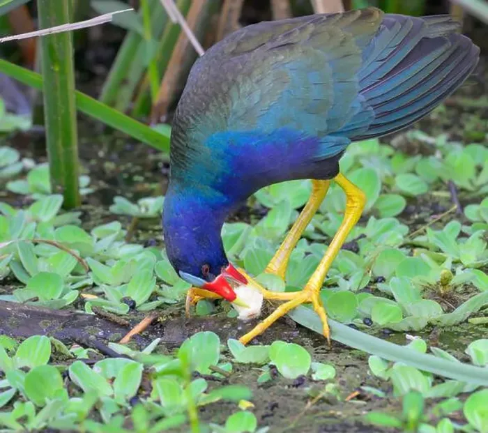 Framed Print : Purple gallinule (Porphyrio martinica) eating a plant tuber in a swamp, Brazos Bend State Park, Texas, USA Framed Print : Purple gallinule (Porphyrio martinica) eating a plant tuber in a swamp, Brazos Bend State Park, Texas, USA