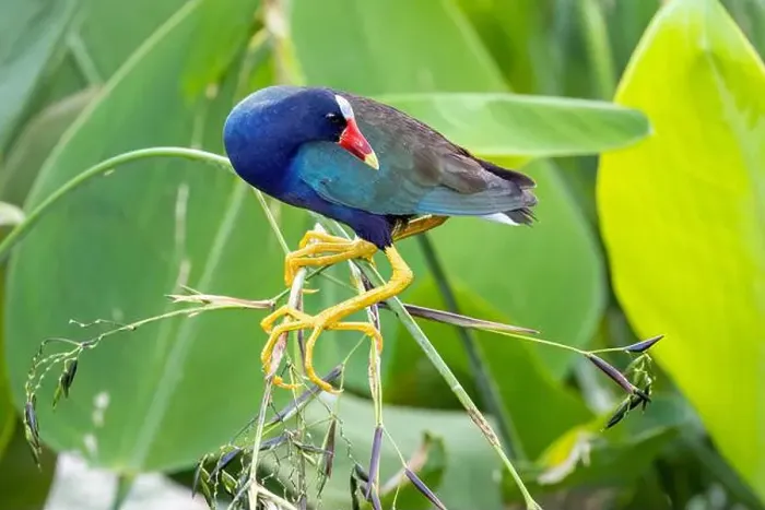 Framed Print : Purple Gallinule (Porphyrio martinica) - Wakodahatchee Wetlands, Delray Beach, Florida, USA Framed Print : Purple Gallinule (Porphyrio martinica) - Wakodahatchee Wetlands, Delray Beach, Florida, USA