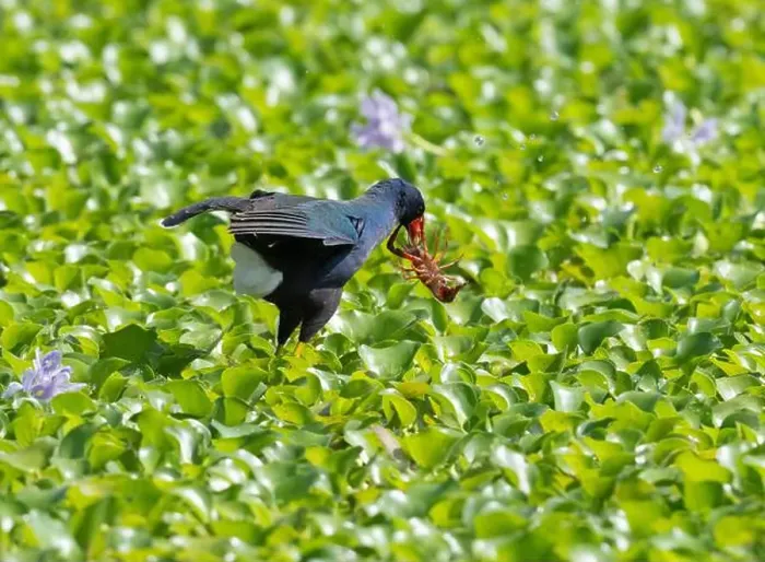 Framed Print : Purple gallinule (Porphyrio martinicus) with crawfish in a forest swamp, Brazos Bend State Park, Texas, USA Framed Print : Purple gallinule (Porphyrio martinicus) with crawfish in a forest swamp, Brazos Bend State Park, Texas, USA