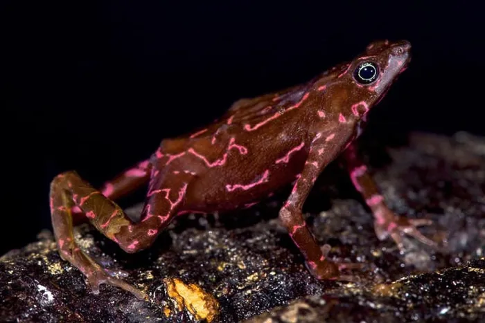 Framed Print : Purple harlequin Toad, Atelopus spumarius barbotini Framed Print : Purple harlequin Toad, Atelopus spumarius barbotini