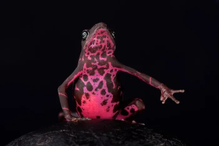 Framed Print : The Purple harlequin Toad (Atelopus spumarius barbotini) has only been discovered in 2013 Framed Print : The Purple harlequin Toad (Atelopus spumarius barbotini) has only been discovered in 2013